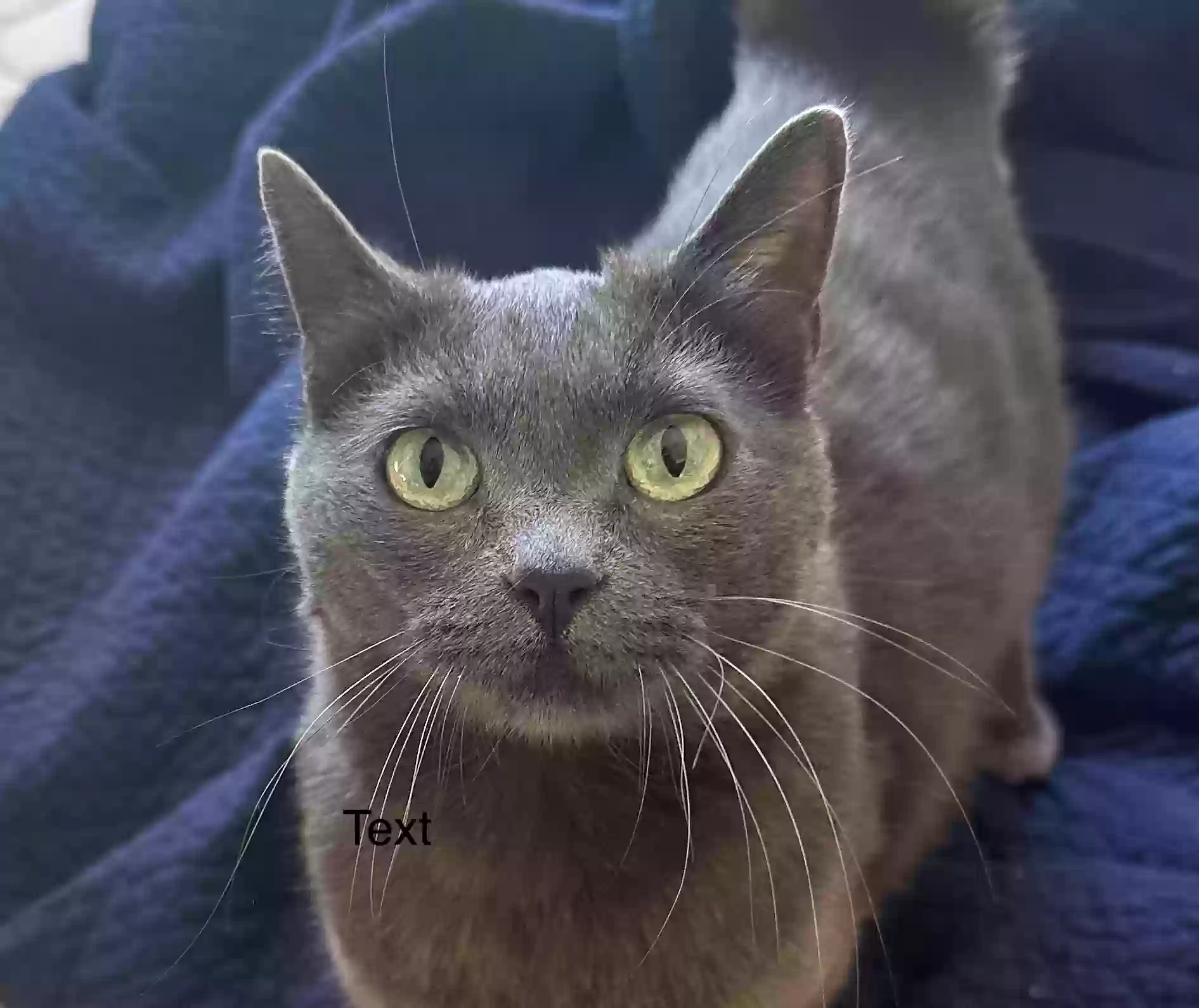 adoptable Cat in San Francisco,CA named Serena